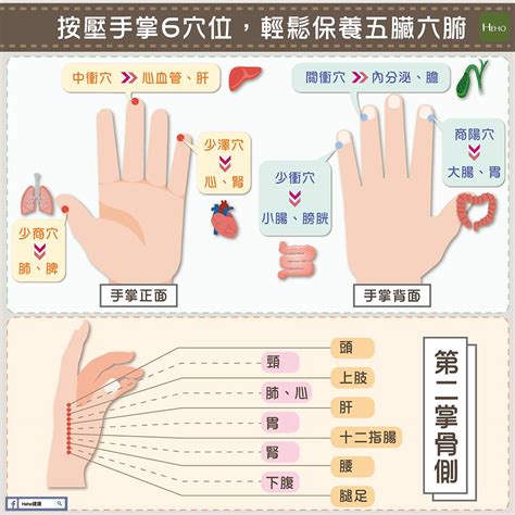 手指代表器官|按壓手掌6穴位，輕鬆保養五臟六腑